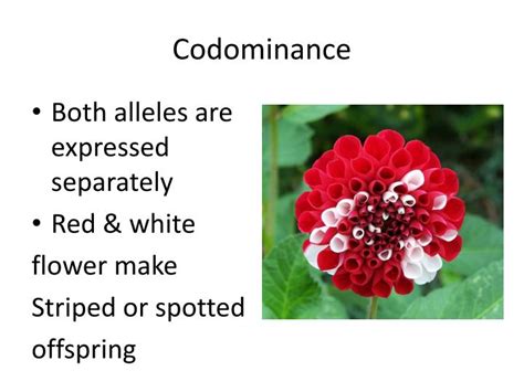 For example, a mating between a plant with red flowers and another with white flowers produces pink flowers. PPT - Nonmendelian Genetics PowerPoint Presentation - ID ...