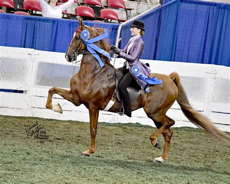 Thousands Of The Worlds Top Saddlebreds To Compete In Louisville