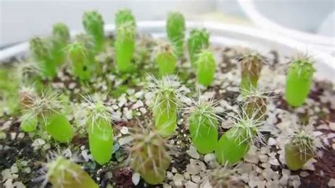 Cactus Seedlings Trichocereus Peruvianus 3 Months Update Youtube