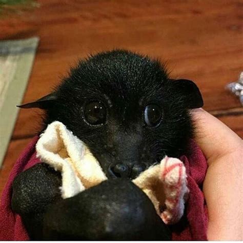 A Bat Rescue Organization Posted Adorable Pics Of Bats Being Cute