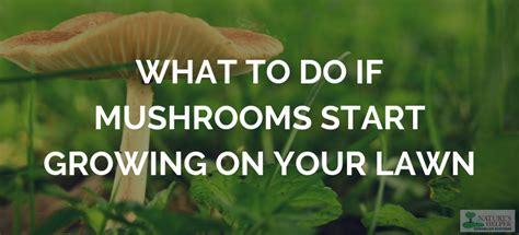 Managing Mushrooms In Your Lawn Prevention And Solutions