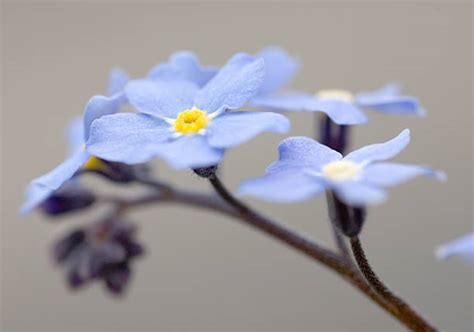 Pictures Of Forgetmenot Flowers Stock Photos Pictures And Royalty Free