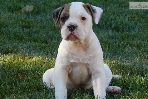 Its a great companion without invasive traits, shows its politeness as with our trusted breeders you can find the alapaha blue blood bulldog puppy for $ 400 usd to $ 2500 usd. Alapaha Blue Blood Bulldog puppy for sale near Cleveland, Ohio | 1466be64-72c1