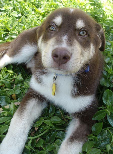 The german shepherd husky mix, also known as the gerberian shepsky, is a sweet natured, intelligent and playful cross breed. I NEED YOU NOW. Odin the Husky/Aussie Mix | Cute dogs ...