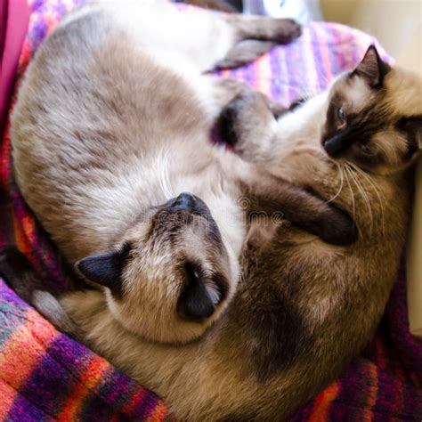 Siamese Cats Stock Image Image Of Color Sieblings Danger 37232131