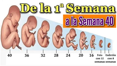 Semanas De Gestacion De Un Bebe Humano Kumpulan Berbagai Skripsi