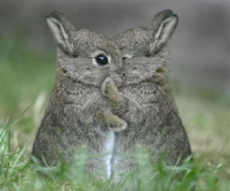 Sweet Bunny Hug Pictures Photos And Images For Facebook Tumblr