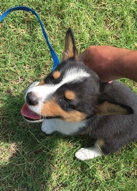 This is the price you can expect to budget for a corgi with papers but without breeding rights nor show quality. Miss Magnolia the Cowboy Corgi (Oklahoma) #cowboycorgi # ...