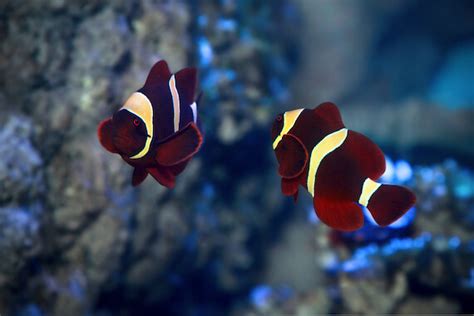 With over 50 different languages available to. Clownfish - Facts and Beyond | Biology Dictionary