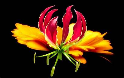 Flowers Tropical Exotic Flower Gloriosa Wallpapers Expensive