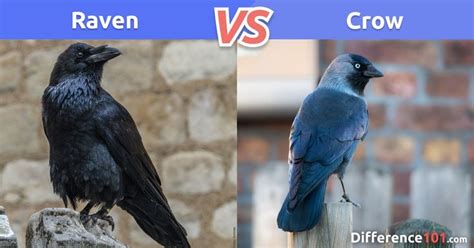 Raven Vs Crow What Is The Difference Between Raven And Crow Crow