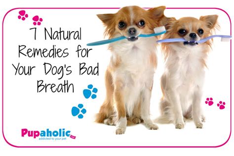 7 Natural Remedies For Your Dogs Bad Breath