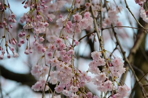 Best Time To See Cherry Blossoms In Michigan 2023 Roveme