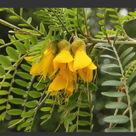 Kowhai The National Flower Of New Zealand