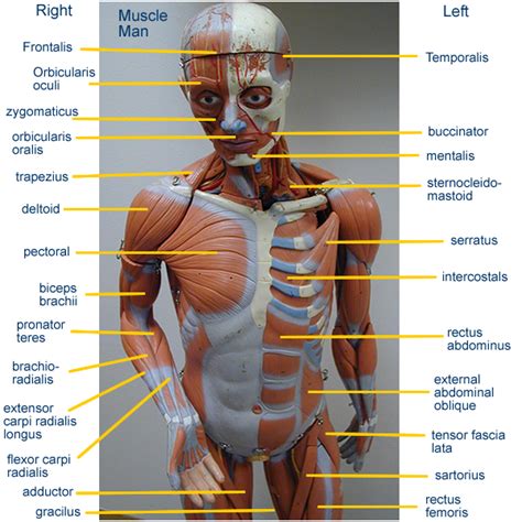 Partial dissection of a human male torso showing internal organs. Image result for abdomen muscle model labeled | Muscle anatomy, Biceps brachii, Anatomy models