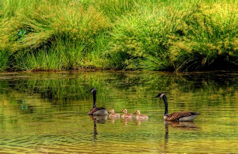 Having All Your Geese In A Row Image Abyss