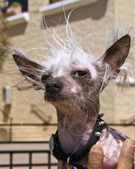 I also haven't stopped drawing, and i never will. "20th Annual Ugliest Dog Contest" : Presidio Sentinel