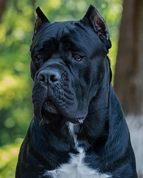 43 Biggest Dog Cane Corso Pic Bleumoonproductions
