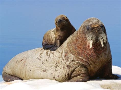 Walrus Pictures National Geographic Mother And Baby Animals Baby