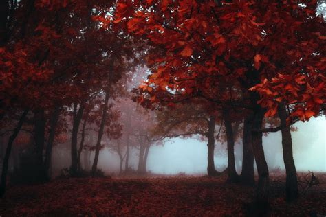 Photo Of Tree With Red Leaf Surrounded By Fog Hd Wallpaper Wallpaper