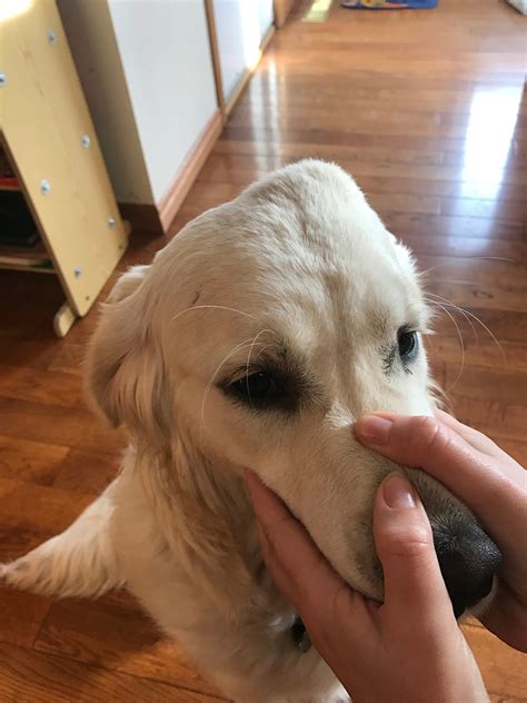 Our 8 Month Old Golden Retriever Has Had A Lump On The Top Of Her Head