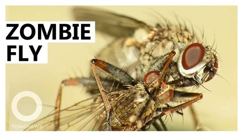 New Fungi Turn Flies Into Parasite Spewing Zombies Youtube