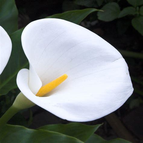 Stunning White Calla Lily Aethiopica Bulbs For Sale White Giant