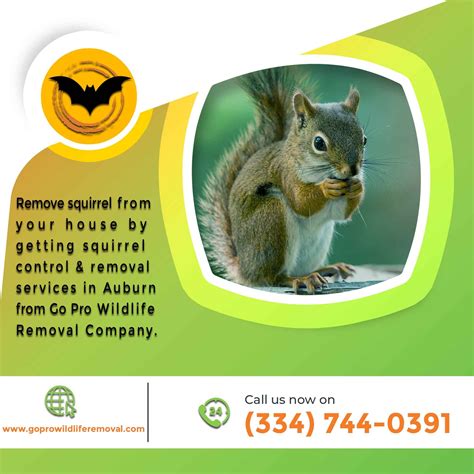 Squirrel Control Removal Auburn Wildlife Removal Services Squirrel