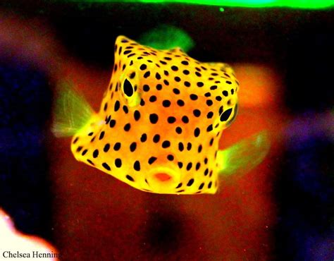 One Of The Coolest Fish Ive Ever Had Cowfish