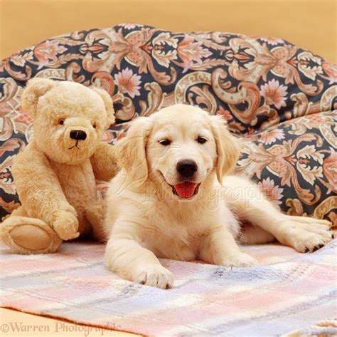 Dog Golden Retriever Pup And Teddy Photo Wp03567