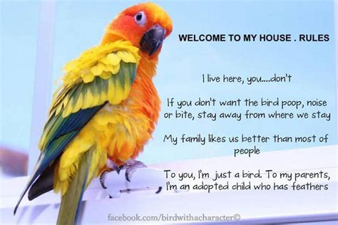 Our House Rules Funny Parrots Parrot Pet Birds
