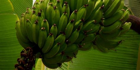 Farmers Journal Meet The Fragrant Virupakshi Hill Banana Endemic To