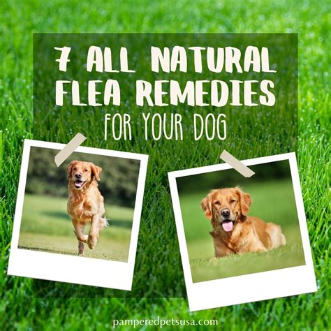 7 Natural Remedies To Keep Your Dog Flea And Tick Free Pampered Pets Usa