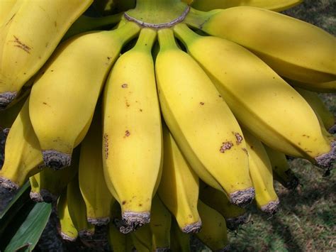 19 Types Of Bananas And What To Do With Them Only Foods