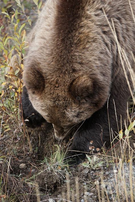 Brown Grizzly Bear In North America Stock Image Image Of Travel