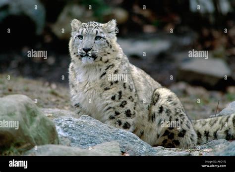 Snow Leopard Bronx Zoo New York City Usa Stock Photo Alamy