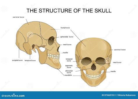 The Structure Of The Skull Stock Vector Illustration Of Neurosurgery