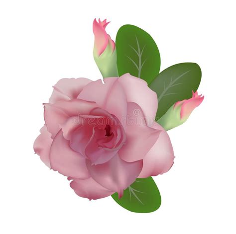 Desert Rose Flower Vector Stock Vector Illustration Of Pink 81162942