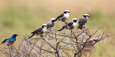 African Birds Perched On An Acacia Shrub Stock Image Image Of Rumped