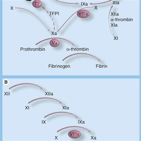 Activation Of Factor Ix In Models Of Plasma Coagulation Download