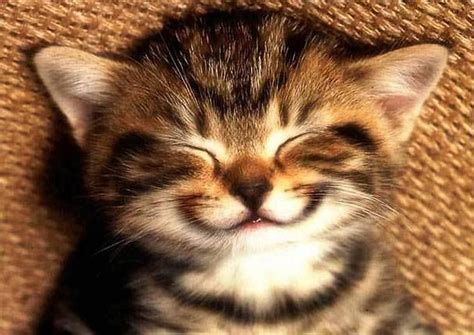 Cute Kitten Smiling Cats Picture Cute Kittens Sevimli