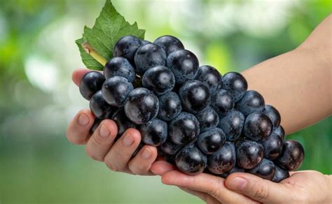 12 Little Known Grape Facts That Will Amaze You