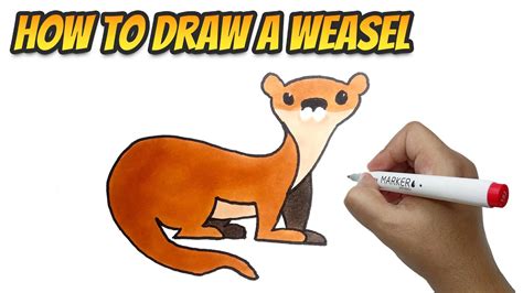 How To Draw And Color A Weasel Step By Step How To Drawing And Coloring