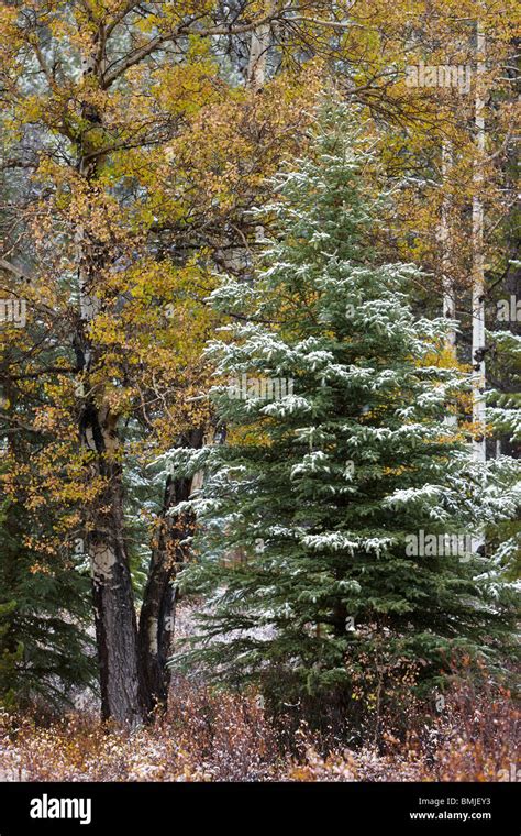 Aspen Trees Snow Hi Res Stock Photography And Images Alamy