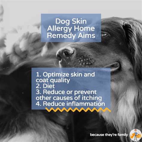 Vet Approved Home Remedies To Beat Your Dogs Skin Allergies — Our Pets
