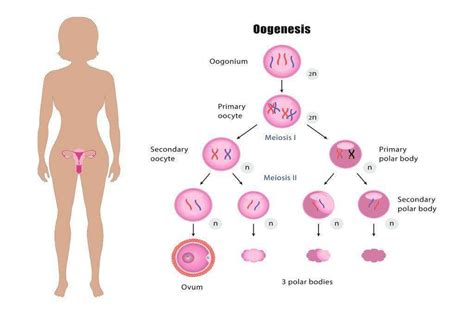 Oogenesis Definisi Proses Fakta Yang Harus Diketahui Dll