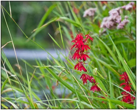 Red Wildflower Growing All Along River In Champlain Prov Claude