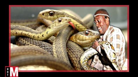 How Snake Whisperer Sangoma Sipho Khumalo Feed His Snakes Youtube