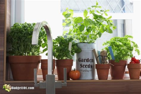 Growing Herbs During Winter Made Easy How To Grow Herbs Indoors
