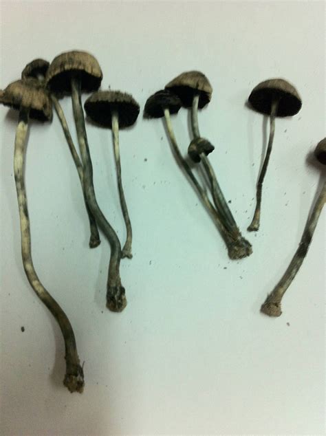Northern Part Of The Philippines Need Id Mushroom Hunting And